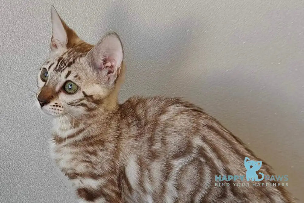 Dakota Bengal female black spotted tabby pointed live animals