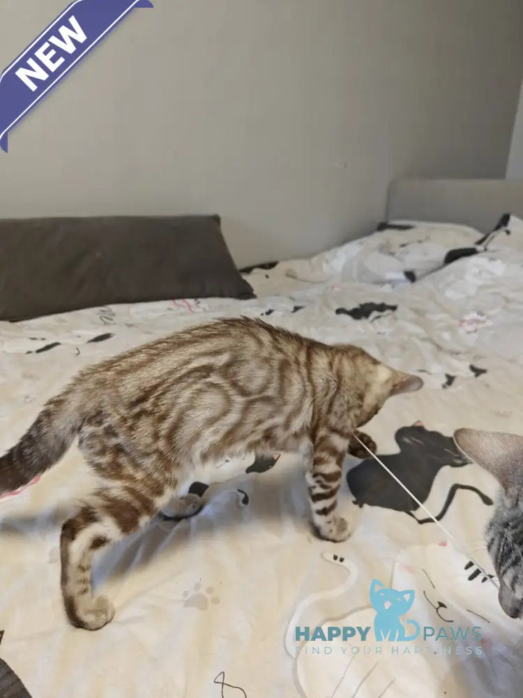 Dakota Bengal female black spotted tabby pointed live animals