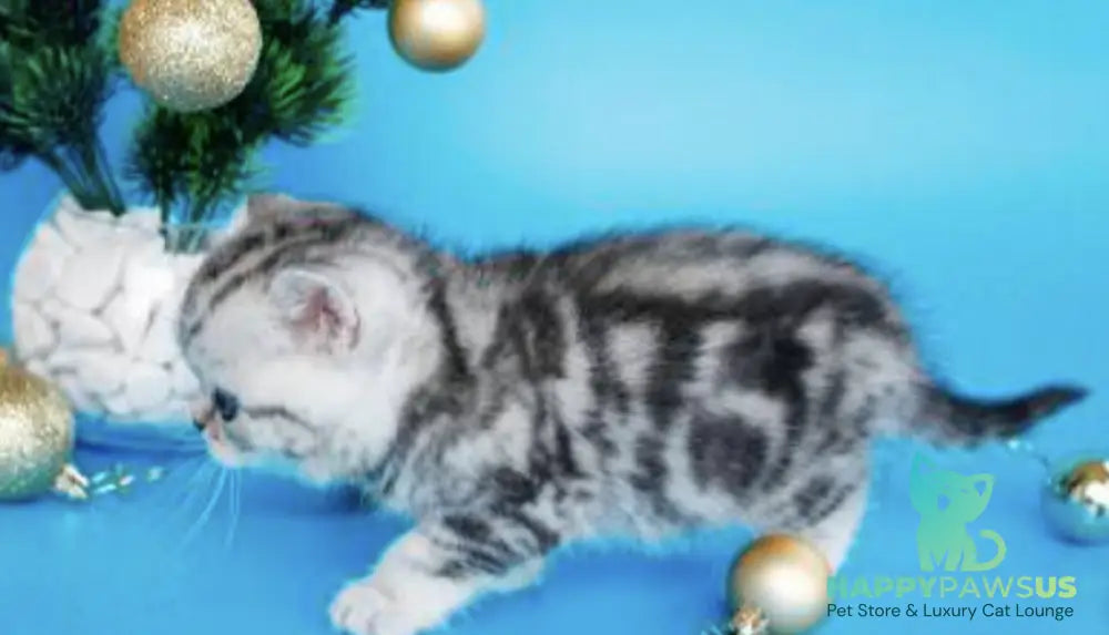 Dakota British Shorthair female black silver tabby live animals