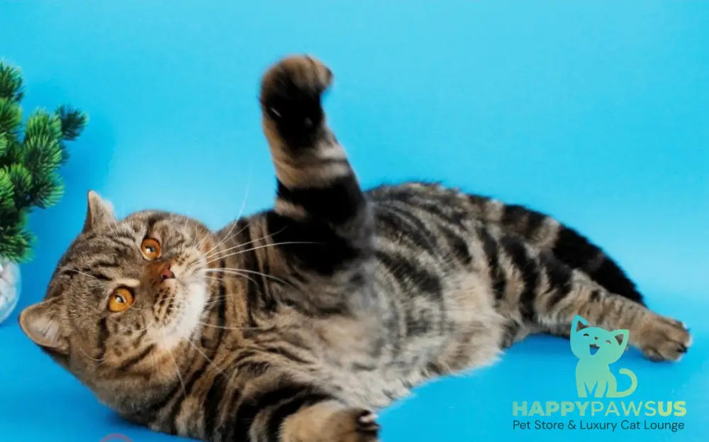 Dakota British Shorthair female black silver tabby live animals