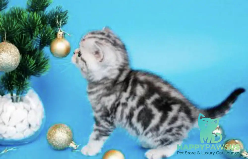 Dakota British Shorthair female black silver tabby live animals