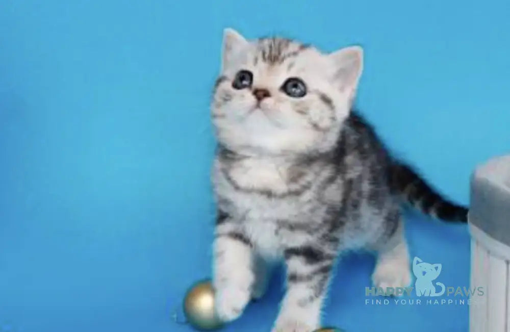 Dakota British Shorthair female black silver tabby live animals