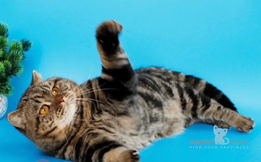 Dakota British Shorthair female black silver tabby live animals