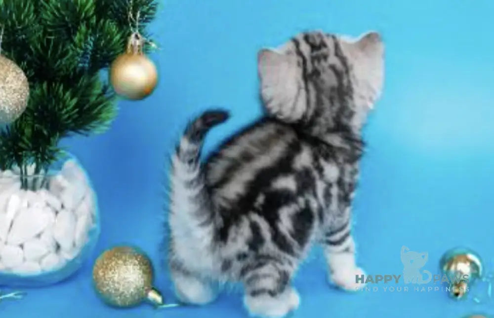 Dakota British Shorthair female black silver tabby live animals