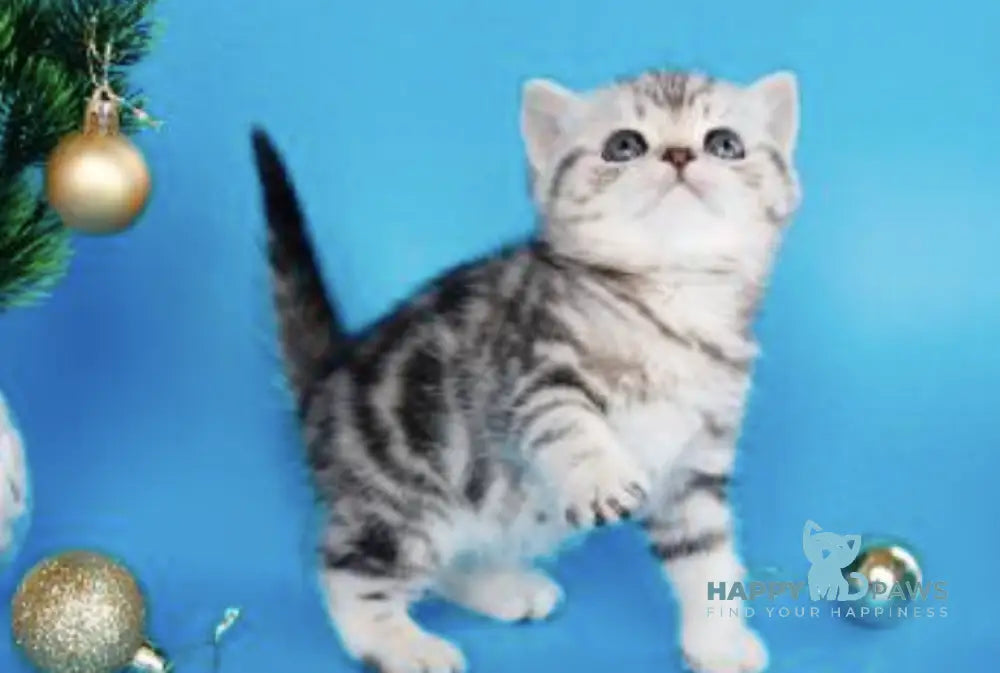 Dakota British Shorthair female black silver tabby live animals