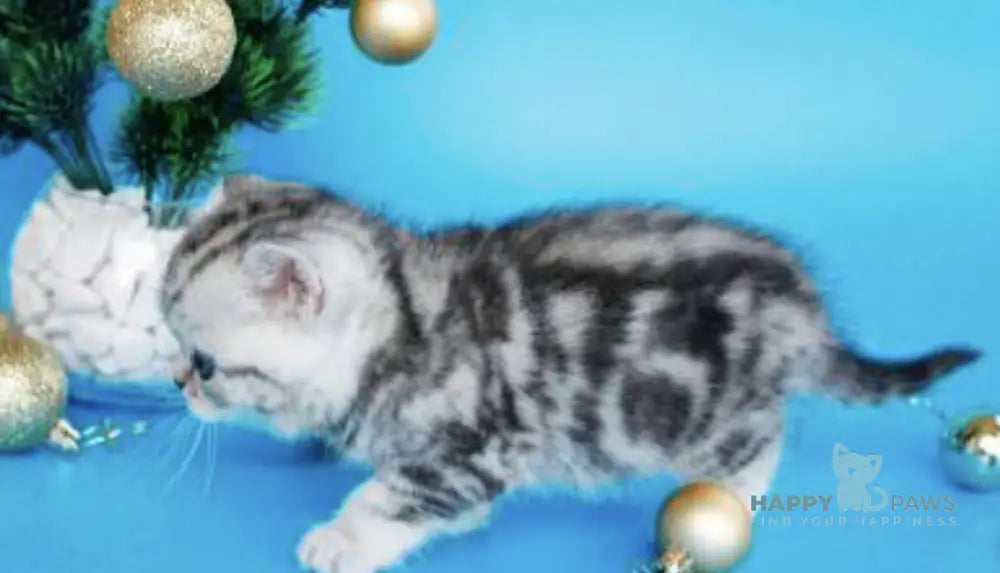 Dakota British Shorthair female black silver tabby live animals