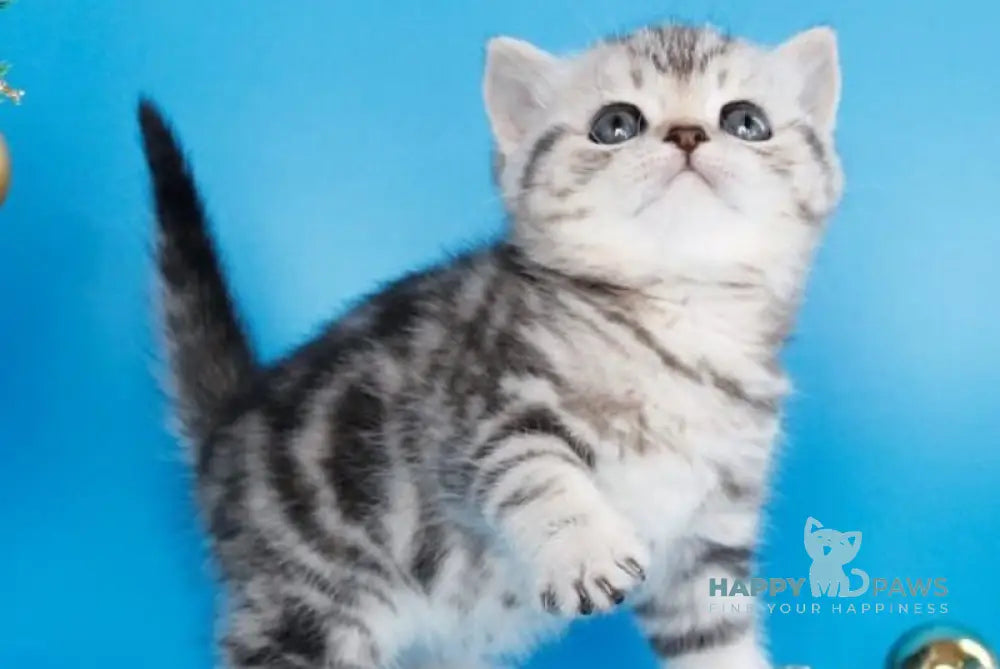 Dakota British Shorthair female black silver tabby live animals