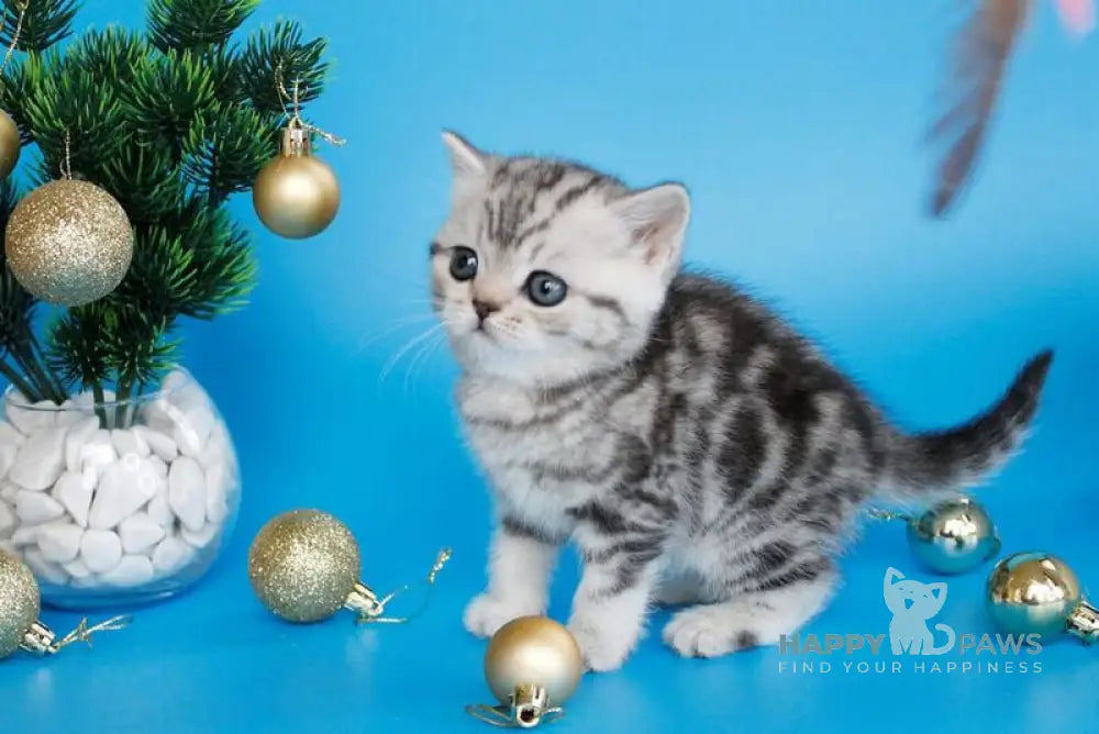 Dakota British Shorthair female black silver tabby live animals