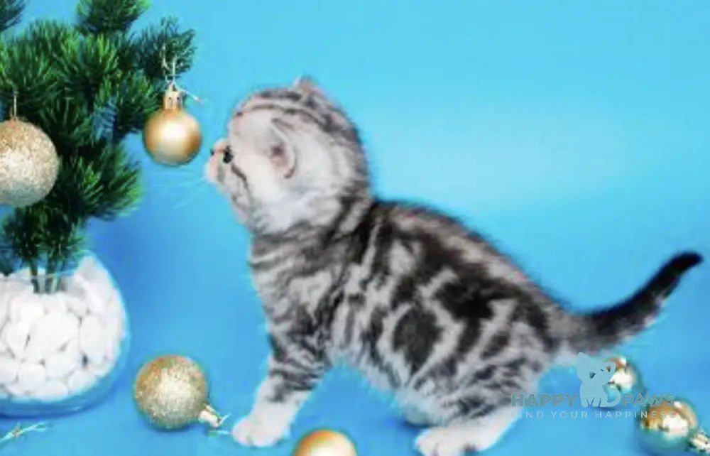 Dakota British Shorthair female black silver tabby live animals