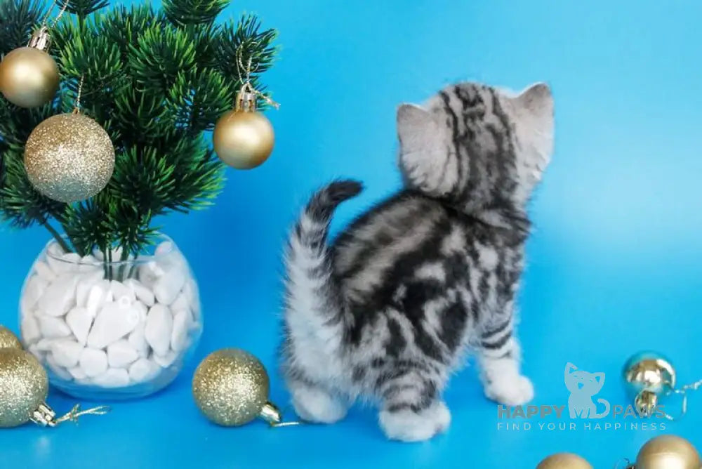 Dakota British Shorthair female black silver tabby live animals