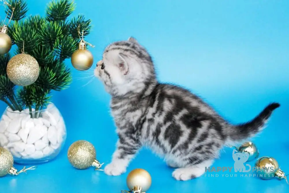 Dakota British Shorthair female black silver tabby live animals