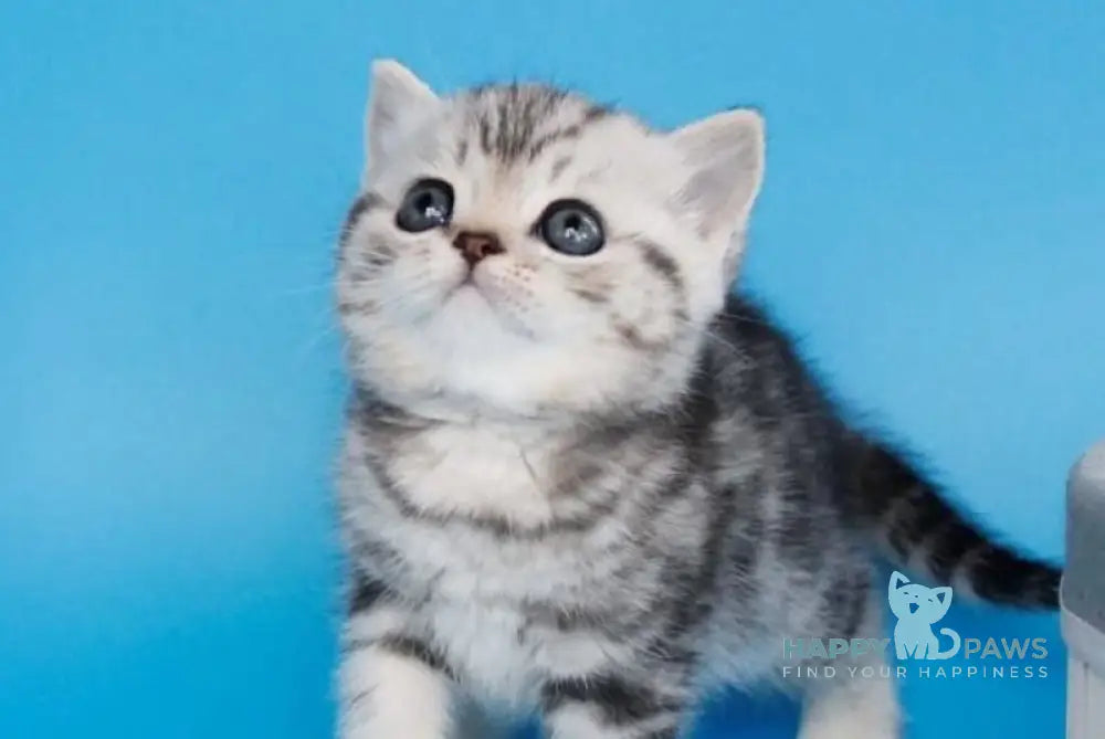 Dakota British Shorthair female black silver tabby live animals