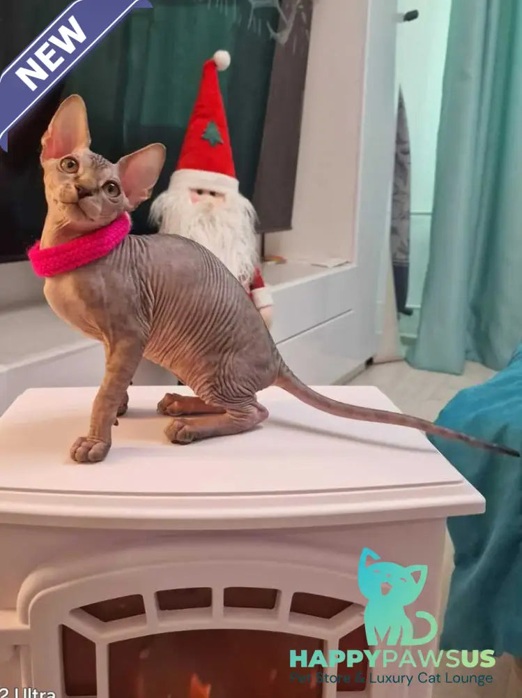 Dakota Canadian Sphynx female black tabby - live animals