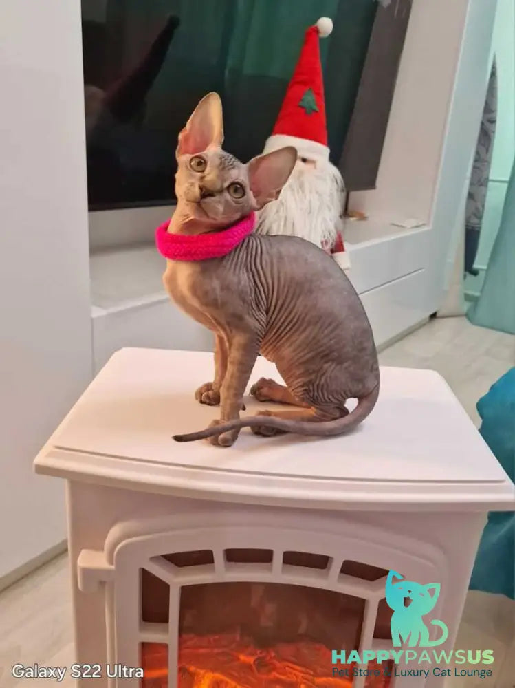 Dakota Canadian Sphynx female black tabby - live animals