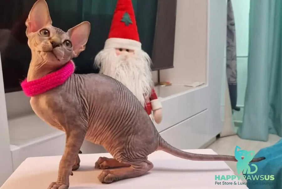 Dakota Canadian Sphynx female black tabby - live animals