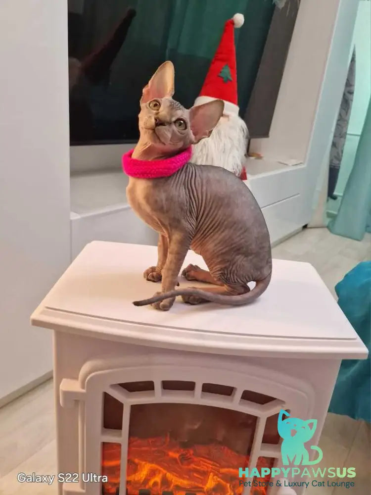 Dakota Canadian Sphynx female black tabby - live animals