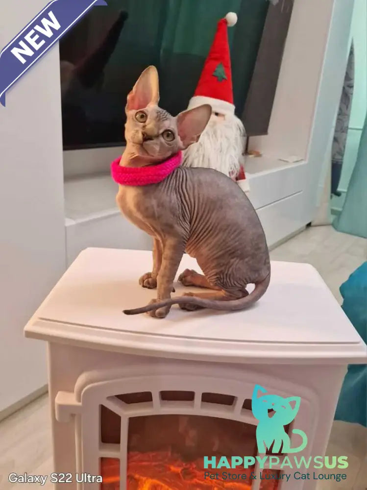 Dakota Canadian Sphynx female black tabby - live animals
