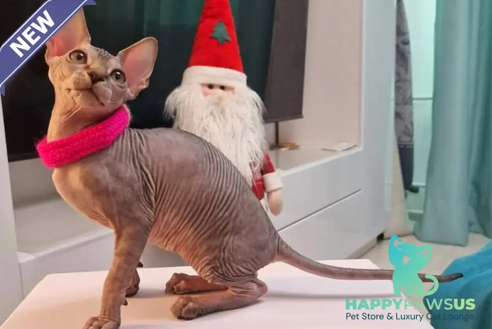 Dakota Canadian Sphynx female black tabby - live animals