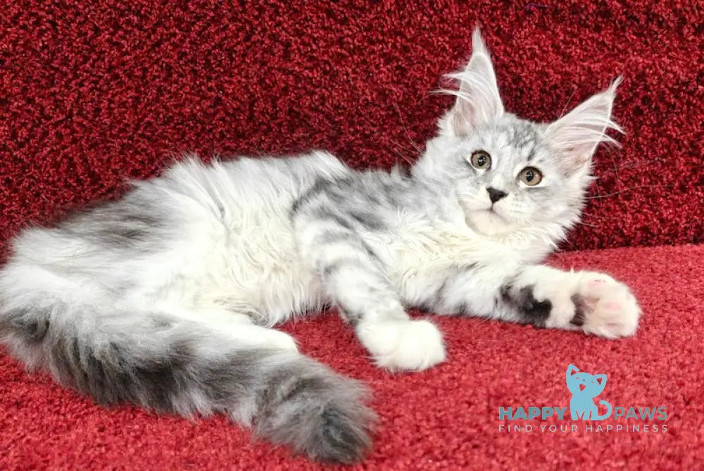 Dakota Maine Coon female black silver spotted tabby live animals