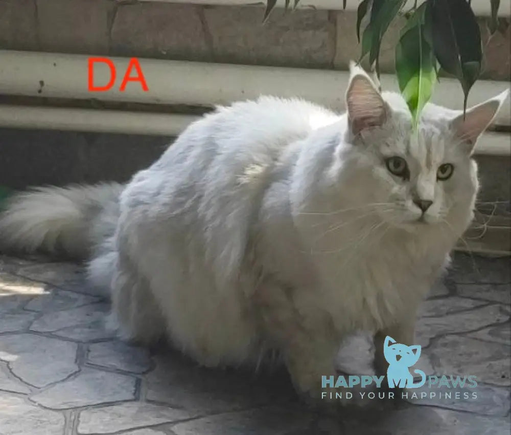 Dakota Maine Coon female black silver spotted tabby live animals