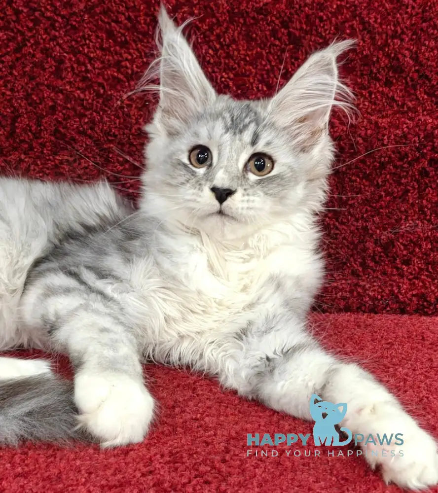 Dakota Maine Coon female black silver spotted tabby live animals