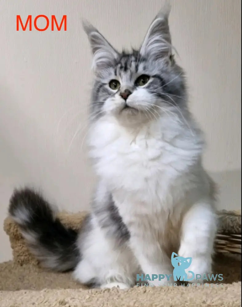 Dakota Maine Coon female black silver spotted tabby live animals