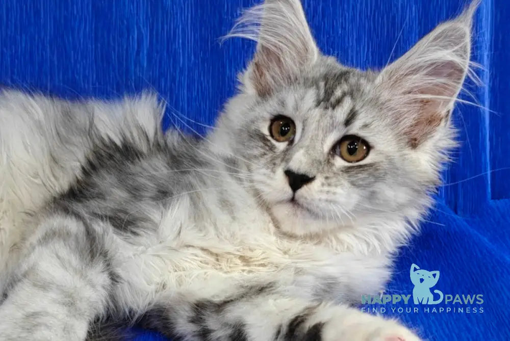 Dakota Maine Coon female black silver spotted tabby live animals