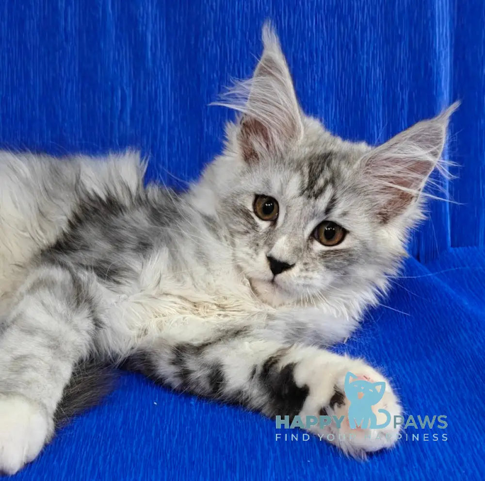 Dakota Maine Coon female black silver spotted tabby live animals