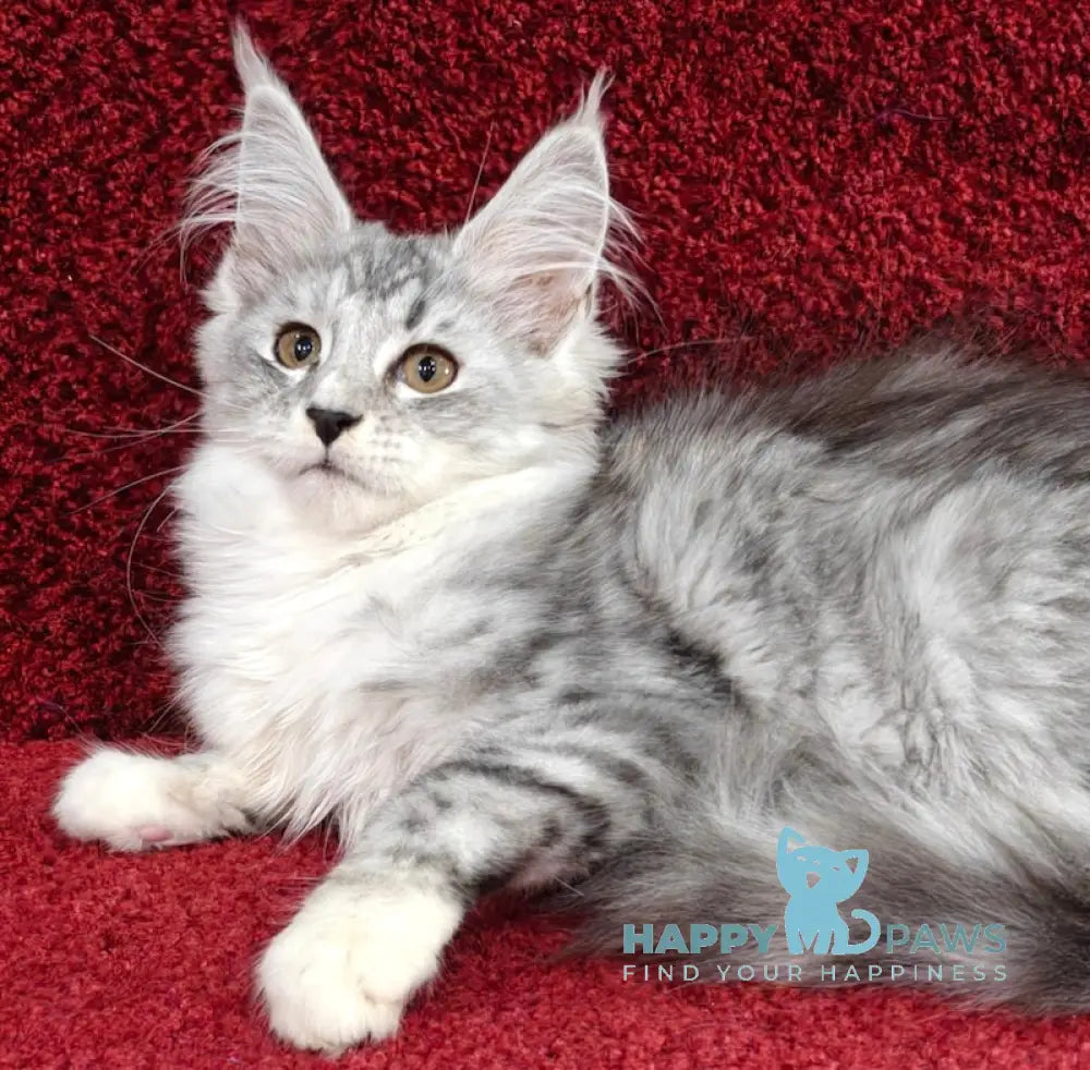 Dakota Maine Coon female black silver spotted tabby live animals