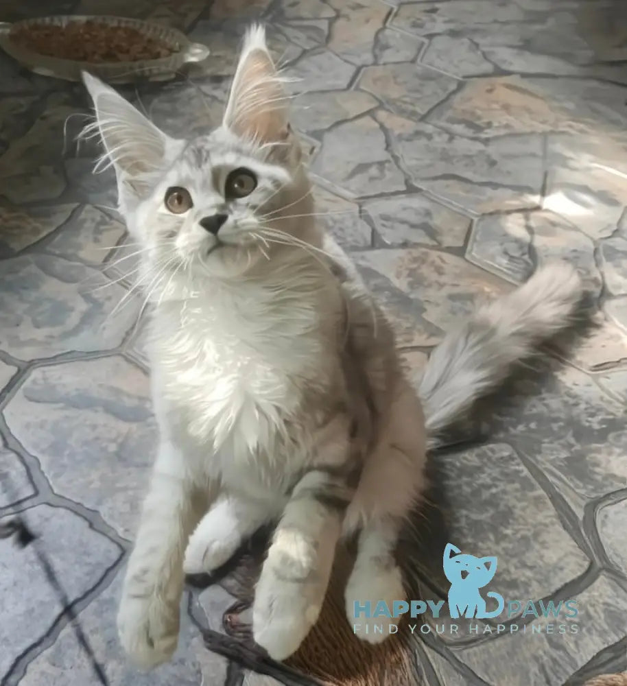 Dakota Maine Coon female black silver spotted tabby live animals