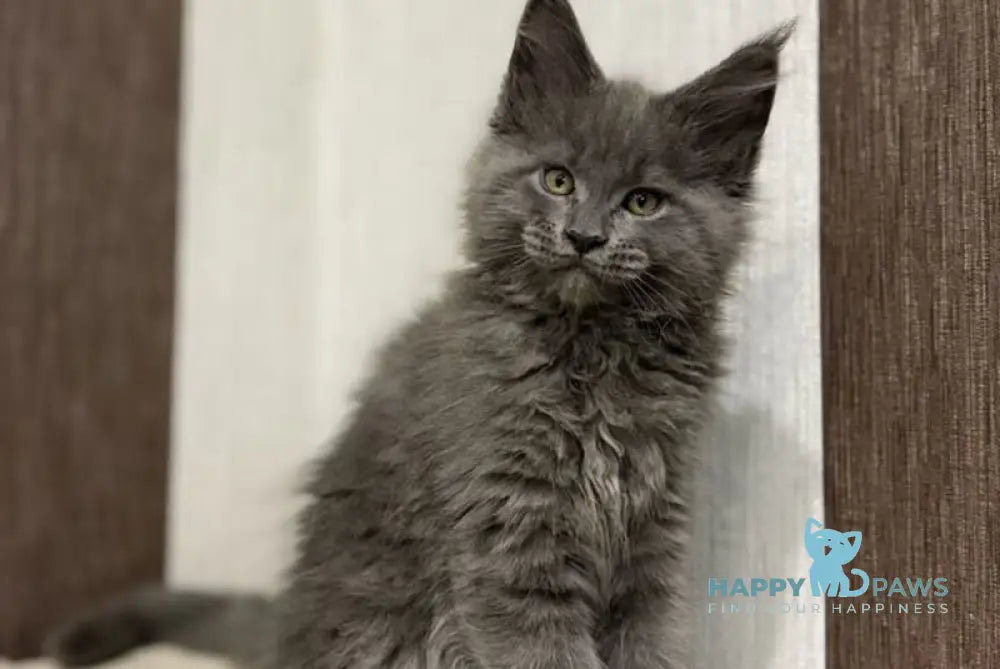 Dakota Maine Coon female blue live animals