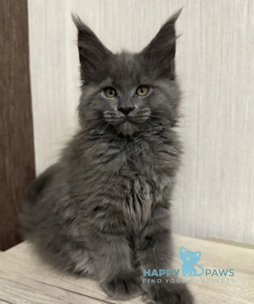 Dakota Maine Coon female blue live animals