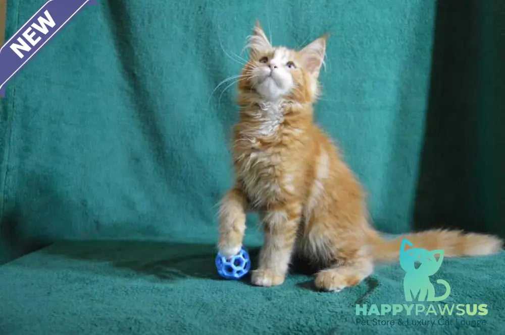 Dakota Maine Coon female red bicolour - live animals