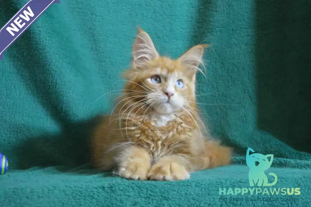 Dakota Maine Coon female red bicolour - live animals