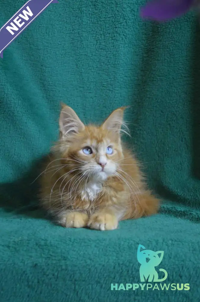 Dakota Maine Coon female red bicolour - live animals