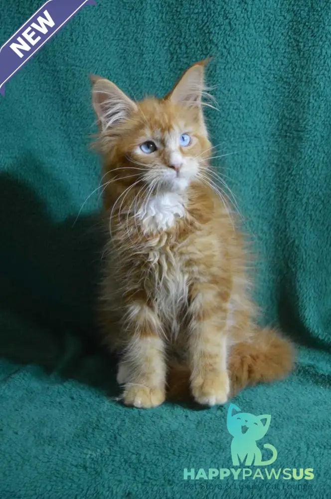 Dakota Maine Coon female red bicolour - live animals