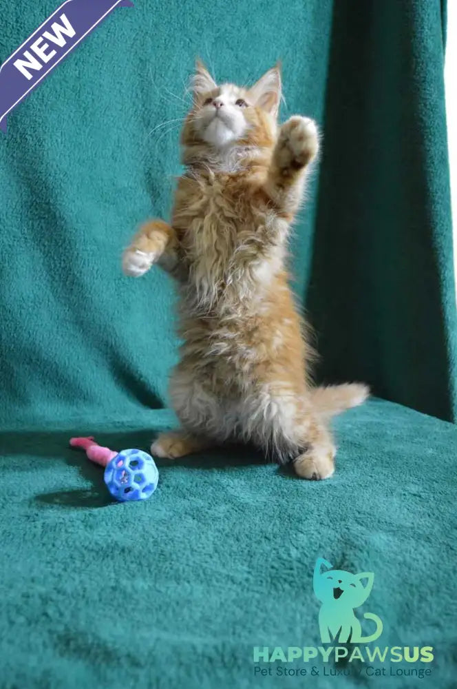 Dakota Maine Coon female red bicolour - live animals