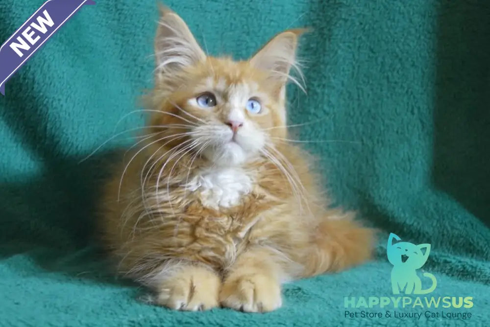 Dakota Maine Coon female red bicolour - live animals