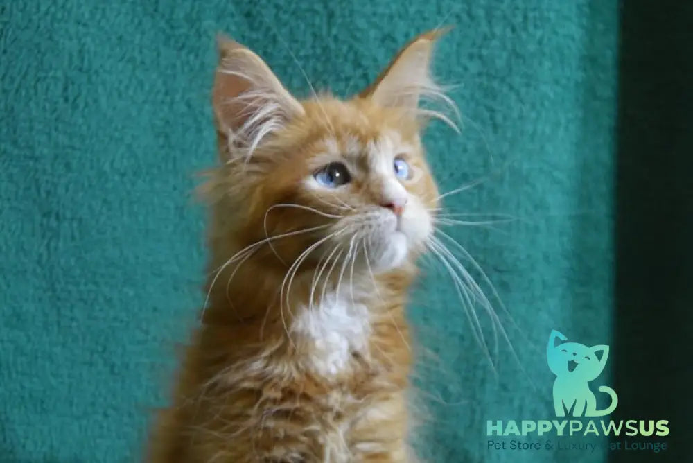 Dakota Maine Coon female red bicolour - live animals