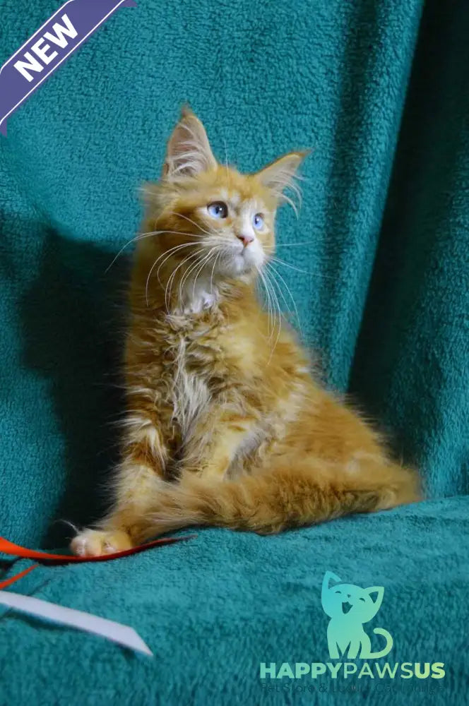 Dakota Maine Coon female red bicolour - live animals