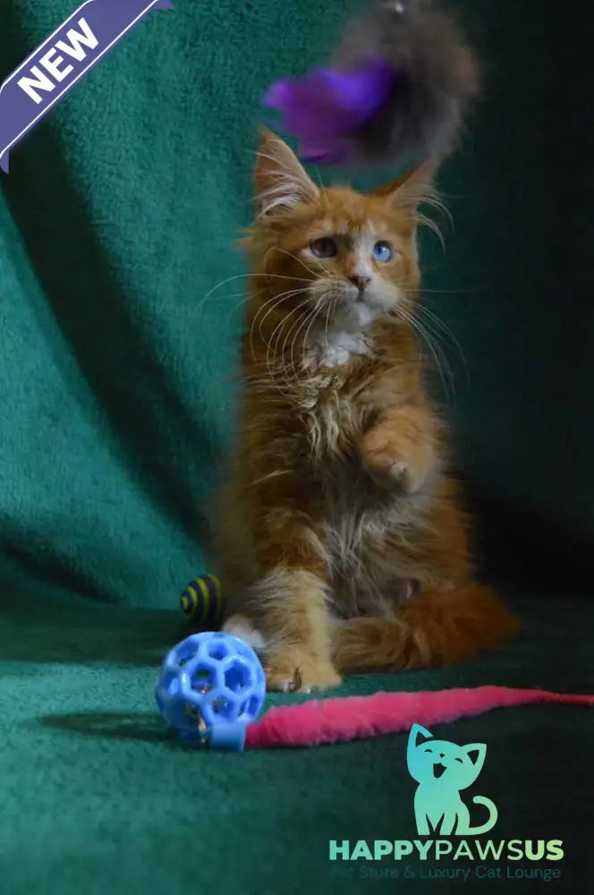 Dakota Maine Coon female red bicolour - live animals