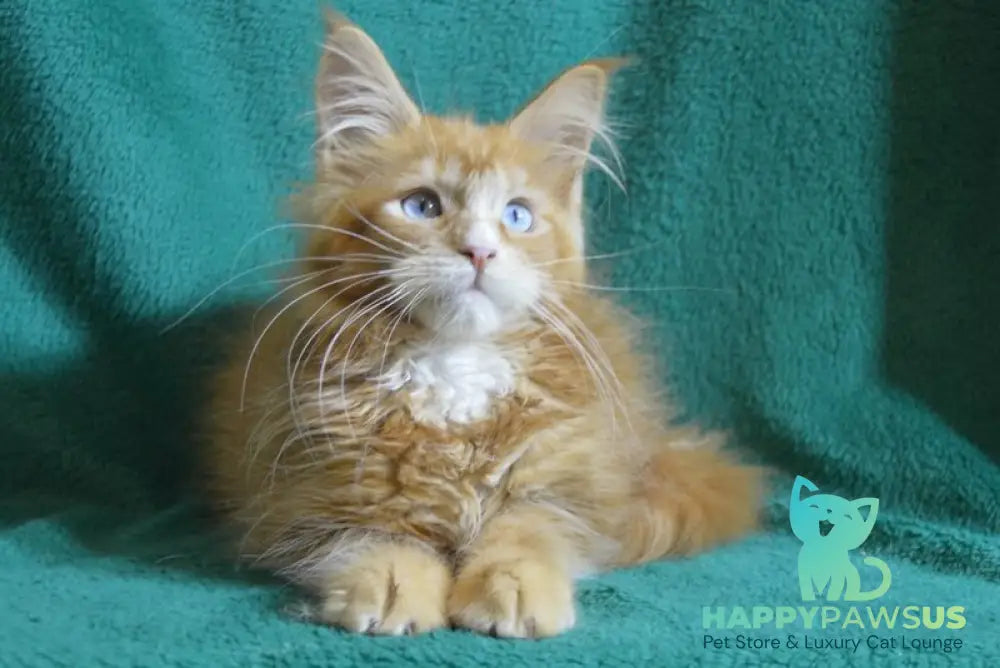 Dakota Maine Coon female red bicolour - live animals