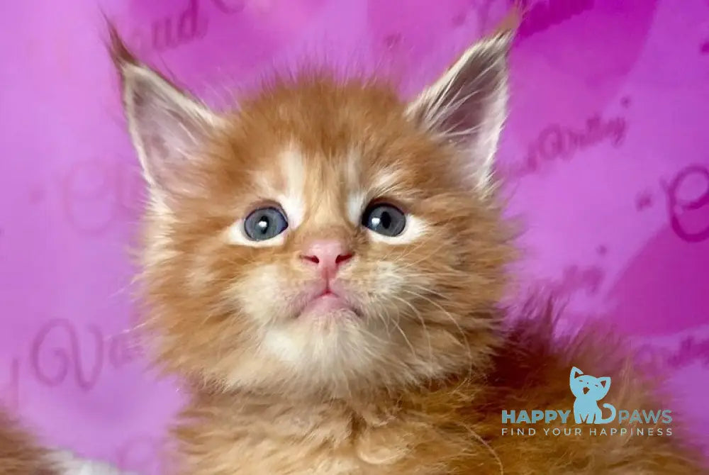 Dakota Maine Coon female red live animals