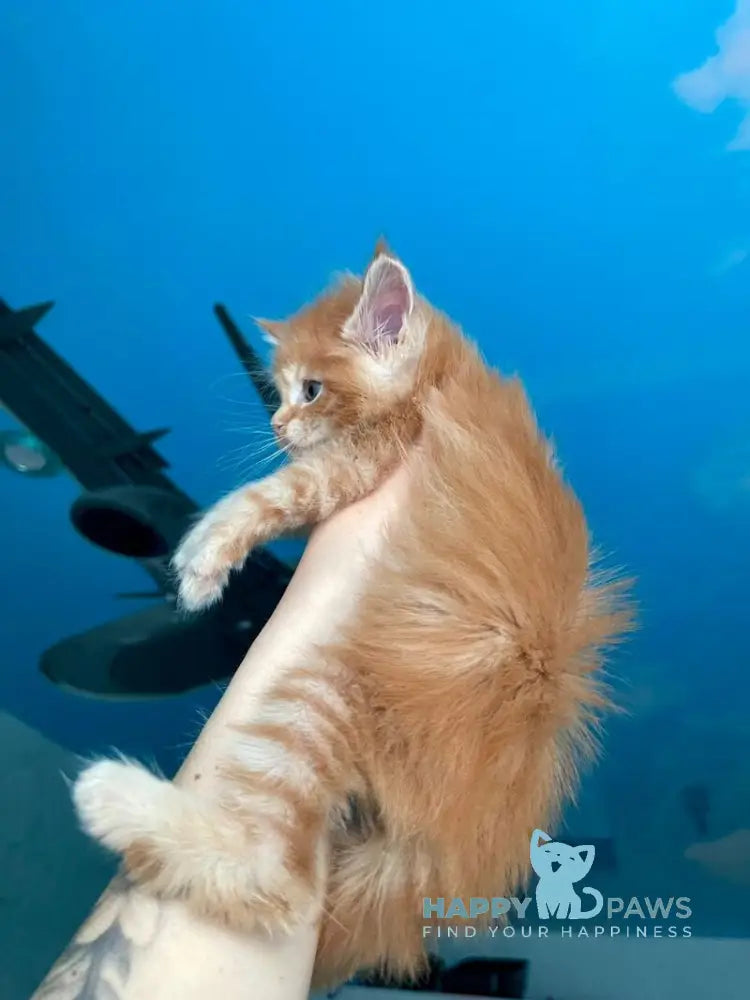 Dakota Maine Coon female red live animals