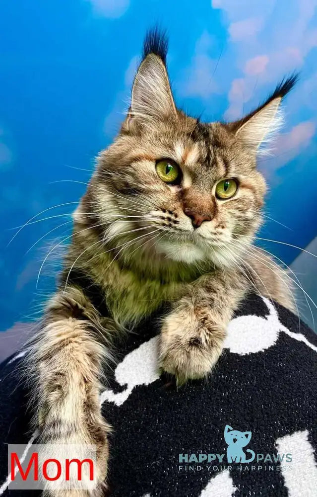 Dakota Maine Coon female red live animals