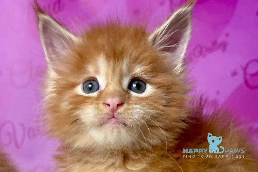 Dakota Maine Coon female red live animals