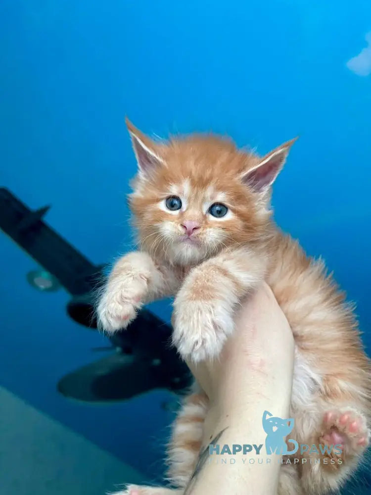 Dakota Maine Coon female red live animals