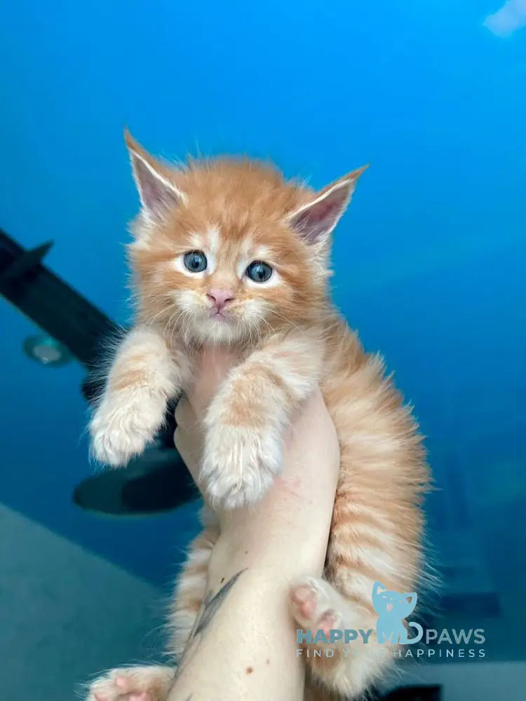 Dakota Maine Coon female red live animals