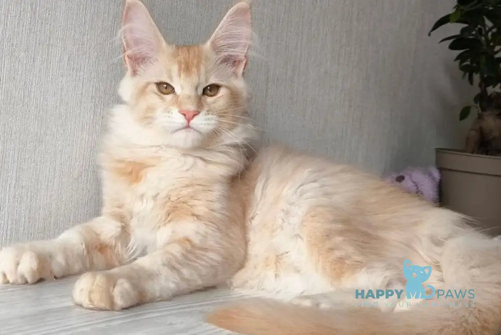 Dakota Maine Coon female red silver ticked tabby live animals