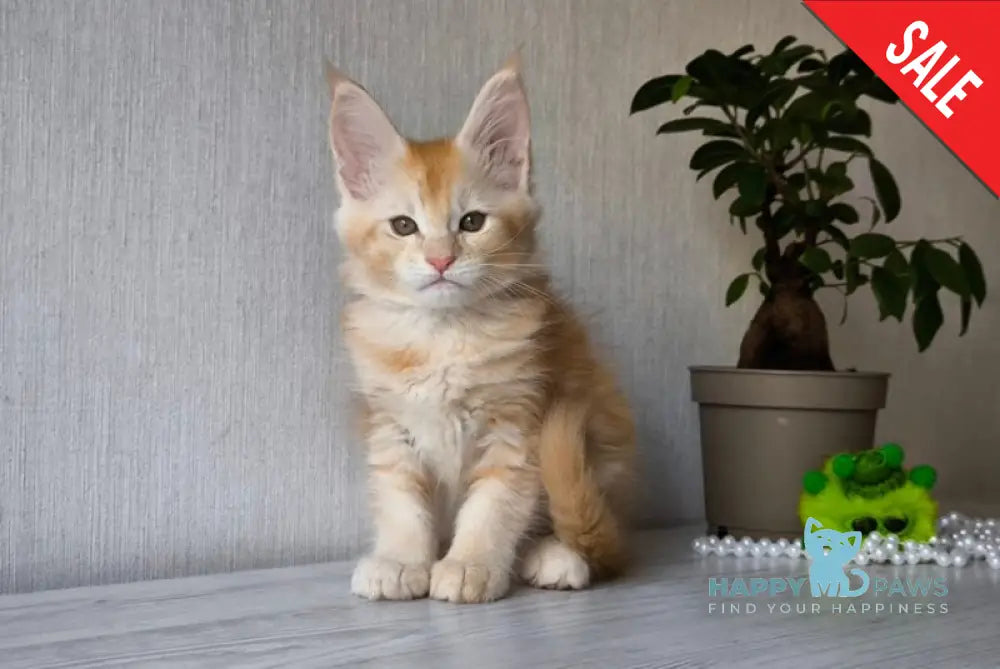 Dakota Maine Coon female red silver ticked tabby live animals